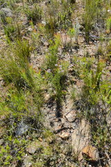 Serruria balanocephala