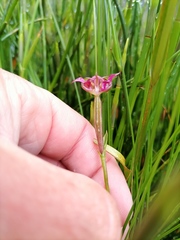 Disperis paludosa
