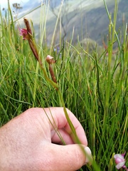 Disperis paludosa