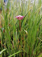 Disperis paludosa