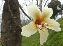 Ceiba chodatii