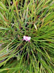 Disperis paludosa