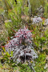 Serruria balanocephala