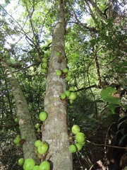 Ficus tremula