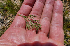 Serruria balanocephala