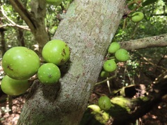 Ficus tremula