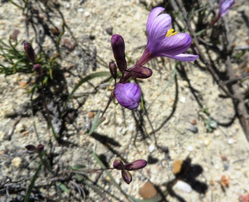 Image of Ixia latifolia by (c) linkie, some rights reserved (CC BY)
