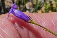 Siphocodon spartioides