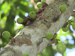 Ficus tremula