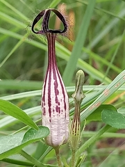 Ceropegia meyeri