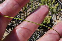 Siphocodon spartioides