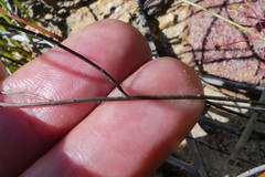 Siphocodon spartioides