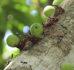 Ficus tremula