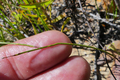 Siphocodon spartioides