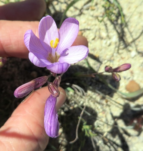Image of Ixia latifolia by (c) linkie, some rights reserved (CC BY)
