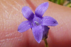 Siphocodon spartioides