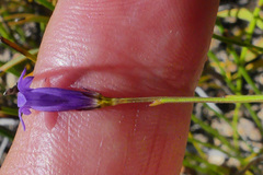 Siphocodon spartioides