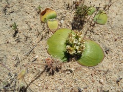 Massonia triflora