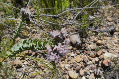 Paranomus spathulatus