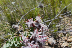 Paranomus spathulatus