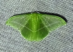 Tachyphyle allineata