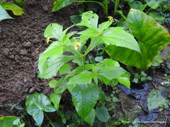 Melampodium microcephalum