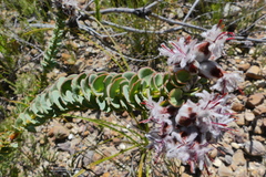 Paranomus spathulatus