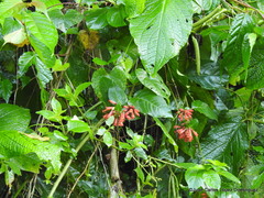 Cestrum fasciculatum
