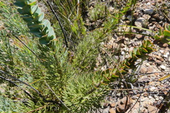 Paranomus spathulatus