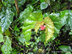 Begonia incarnata