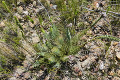 Paranomus spathulatus