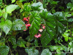 Begonia incarnata