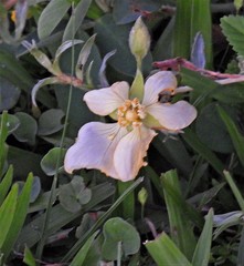 Ludwigia sericea