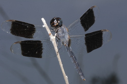 Band-winged Dragonlet