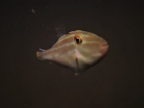Chinaman (Nelusetta ayraud) — Monacanthidae — 4