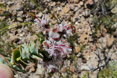 Paranomus spathulatus