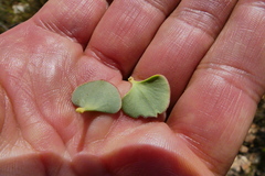 Paranomus spathulatus