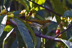 Dicaeum chrysorrheum