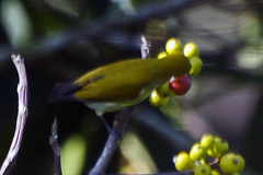 Dicaeum chrysorrheum