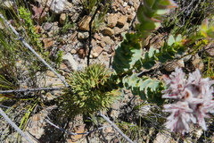 Paranomus spathulatus