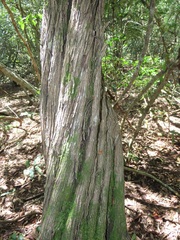 Psydrax fragrantissima