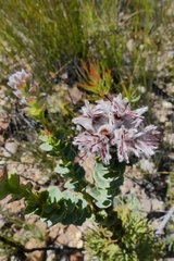 Paranomus spathulatus