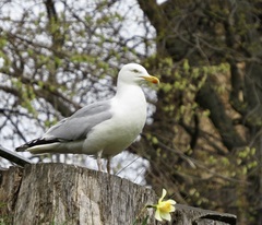 Larus argentatus