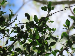 Psydrax fragrantissima