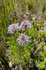 Serruria balanocephala