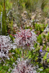 Serruria balanocephala