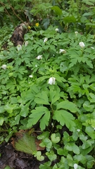 Anemonoides nemorosa