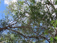 Psydrax fragrantissima