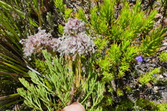 Serruria balanocephala