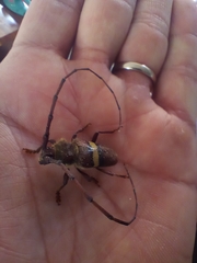 Deretrachys juvencus